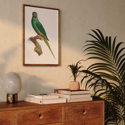 The Rose-Ringed Parakeet 1 (Psittacula krameri) by Francois Levaillant - Stretched Canvas Print or Framed Fine Art Print - Artwork I Heart Wall Art Australia 