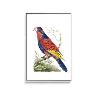 Indian lory illustration from The Naturalist's Miscellany (1789-1813) by George Shaw (1751-1813) - Stretched Canvas Print or Framed Fine Art Print - Artwork I Heart Wall Art Australia 
