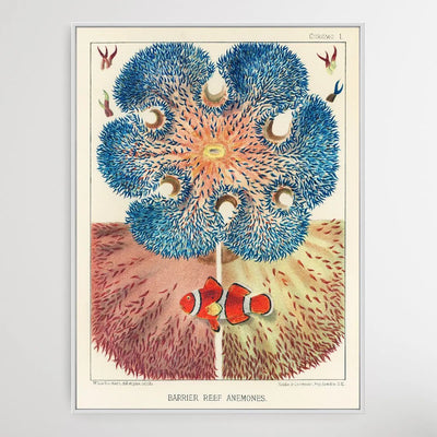 Barrier Reef Anemones by William Saville-Kent (1845-1908) - I Heart Wall Art - Poster Print, Canvas Print or Framed Art Print