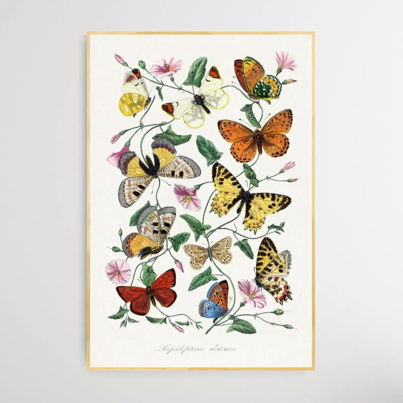 Butterfly & Moth 1842 by Paul Gervais - I Heart Wall Art - Poster Print, Canvas Print or Framed Art Print