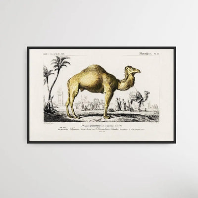 Camelus by Charles Dessalines D' Orbigny (1806-1876) - I Heart Wall Art - Poster Print, Canvas Print or Framed Art Print