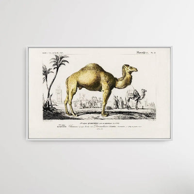 Camelus by Charles Dessalines D' Orbigny (1806-1876) - I Heart Wall Art - Poster Print, Canvas Print or Framed Art Print